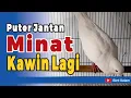 Download Lagu Suara Burung Puter Lokal Gacor Jantan Memanggil Betina Minta Kawin Lagi
