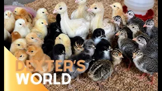 . How I Made My Poultry Farm Successful! 🐔 My Best Tips & Tricks