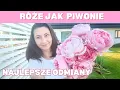Download Lagu Róże jak piwonie najpiękniejsze odmiany, które powtarzają kwitnienie i są odporne na choroby
