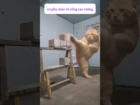 Sư phụ mèo có nhận đệ tử không ạ?