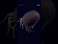 Download Lagu Deep-sea dive reveals alien-like new species