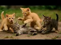 Download Lagu Cuteness Overload! Kittens Rolling on Green Grass with Dogs, Bunnies, Cows \u0026 Little Mice