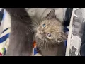 INCOMING Surprise kittens who need help
