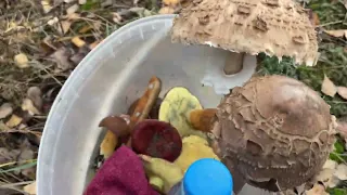 November Mushrooms No One Will Just Let Her Out Of The Forest Even Where There Are No She 