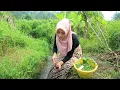 Download Lagu AKHIRNYA..!! Ketemu Juga Janda Herang (Bening) Sebening Air Didepan Rumahnya