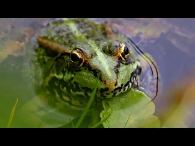 Iberian Water Frogs on Hugh's Wild West (2018)