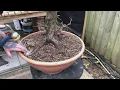 Lagu The Hill: Collecting Hawthorn yamadori for bonsai Part Two. Potting up the new bonsai.