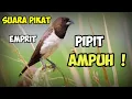 Download Lagu Suara pikat burung Emprit atau Pipit