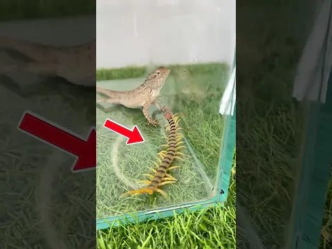 chameleon vs tiger centipede fight
