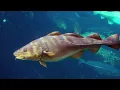 Facts The Atlantic Cod