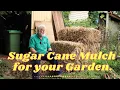 Sugar Cane Mulch and why I bought so much
