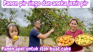 PANEN PIR SINGO DAN ANEKA JENIS PIR || SEKALIAN PANEN APEL UNTUK STOCK BUAT CAKE 