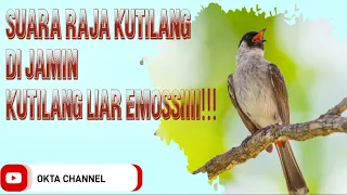 Download SUARA PIKAT KUTILANG.. PANCINGAN SUPAYA KUTILANG LIAR NGUMPUL100% MP3