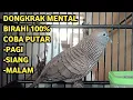 Perkutut Lokal Gacor Suara Super Kristal - Pancingan Malas Bunyi  (99%AMPUH BANGET)