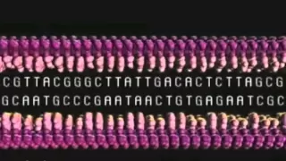 DNA Transcription Translation Replication