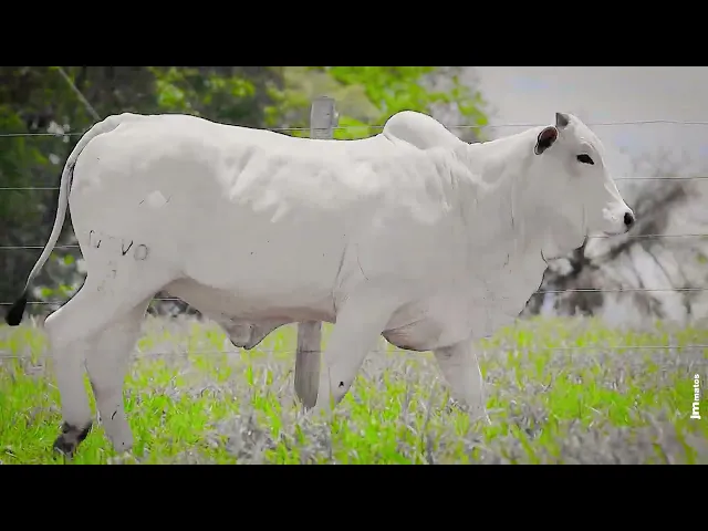 Novilha Nelore NBVO - 3