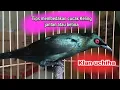 Download Lagu Cara membedakan burung cucak Keling jantan atau betina