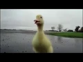 Why are you running