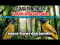 Download Lagu WILD BIRD SOUNDS, SUARA PANCINGAN BURUNG KUTILANG SUTRA GACOR MP3 @AnakDesaKicau