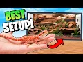 The Best Bearded Dragon Setup