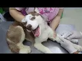 Husky s First Visit to the Vet ViralHog