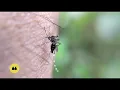 Mosquito sound | Mosquitoes sounds
