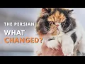 Persian Cat Origins The Story Behind the Flat Face