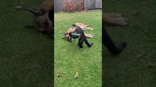 This Monkey Started A Whole Problem Funnyanimals 