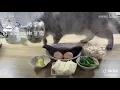 Download Lagu Tik Tok kucing lucu pandai masak😱😍