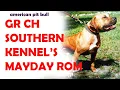 GR CH Mayday APBT pitbull game