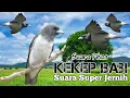 Download Lagu Suara Pikat Burung Kekep Babi. Suara Super Jernih.