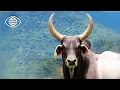 Download Lagu The Zebu: The Giant of the Arid Lands | The Epic of the Horns | Wildlife Documentary