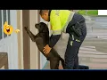 Download Lagu When You Live With a Comedian Dog 😂 Funny Dog and Human Videos