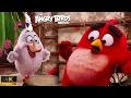 First Meeting Scene Red Chuck Bomb Matilda Funny Moments The Angry Birds