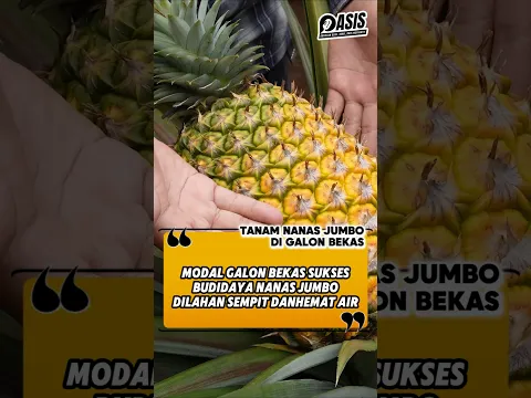 NANAS JUMBO DI GALON