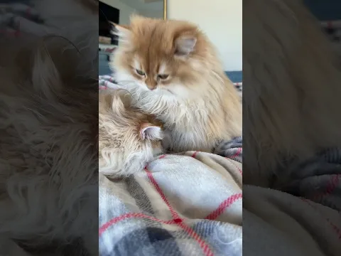 I think Copper is the one in love now