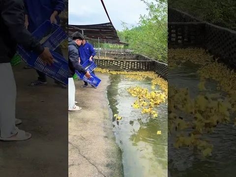 Ducklings Meet the Pond – A Big Step Into Open Water 🐤🌊