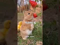 Download Lagu 7 Halal Pets In Islam 🐎✔️#trending#foryou#shorts#islam#islamic#halal#pets#muslim#muslim_mindset2