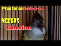 Download Lagu cucak jenggot gacor panjang dan ngepik rapat full emosian||Masteran istimewa