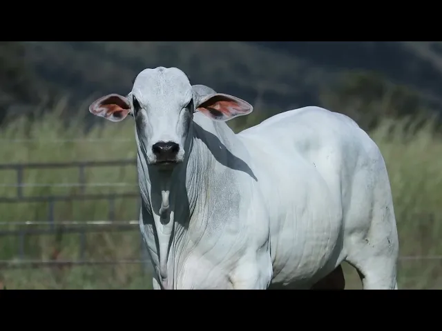 CUME CONFIANCA