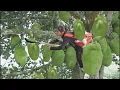 Download Lagu Single Mom Rescues Starving Puppies After Giant Jackfruit Harvest | New farm Members Dogs \u0026 Chickens