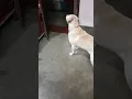 Download Lagu #shorts#dog#trending#vudeo