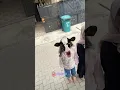 Download Lagu ANAK ANAK SAPIKU 🤣