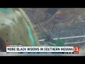 More black widow spiders in southern Indiana
