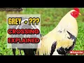 Grey Bloodline Crosses Explained Understanding Breeding Genetics