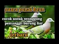 Download Lagu suara burung punai ‼️ punai daun pikat mp3
