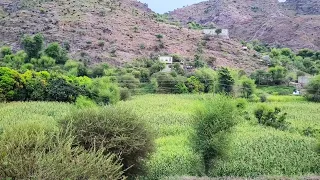 ايوب طارش وانا اسألك يا طير دندنها