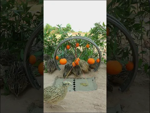 Wow, wonderful quail trap decorated with Oranges #shorts