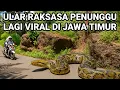 Download Lagu GEMPAR..! ULAR RAKSASA PENUNGGU MUNCUL LAGI VIRAL DI JAWA TIMUR