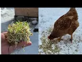 SPROUTING LENTILS for Your Chickens - Cheap Treat for the FLOCK